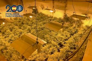 Desmanteladas tres plantaciones de marihuana ocultas en viviendas de Alzira