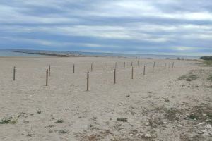 El Campello acota más de 400 metros cuadrados en sus arenales para crear dos ecosistemas dunares