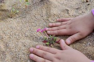 Escolares de Peñíscola reforestan las dunas de la Playa Norte para reforzar su capacidad de contención de temporales marítimos