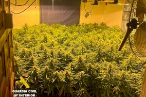 La Guardia Civil detiene a tres personas y desmantela en Llombai una plantación de 1.400 plantas de marihuana
