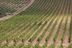 Agricultura convoca las ayudas a la reestructuración y reconversión de viñedo de uva para vinificación