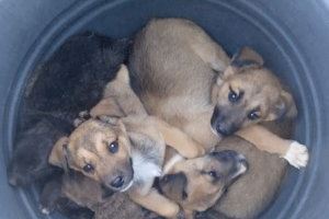 Abandona 7 cachorros de perros  junto a un contenedor en un pueblo de Valencia