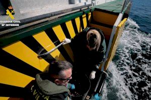 Tiernas imágenes en Santa Pola: la Guardia Civil libera 2.400 animales marinos capturados de forma ilegal
