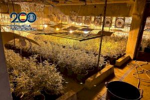 La Policía Nacional desarticula en Valencia una organización criminal dedicada al cultivo y distribución de plantas de marihuana