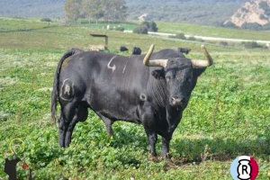 Canvi a la Vall d'Uixó: sustituïxen el primer bou cerril de les festes patronals de Sant Vicent Ferrer