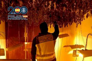 Desmantelado un punto negro de venta de droga y una plantación de marihuana en Alzira: la Policía Nacional detiene a cuatro personas
