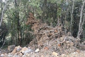 El PSPV Morella trasllada la necessitat urgent de retirar restes de vegetació de treballs realitzats amb el Fons Forestal
