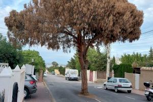 Los Verdes Equo-Compromís acusan al gobierno municipal de Torrevieja de desproteger el patrimonio natural de alto valor medioambiental