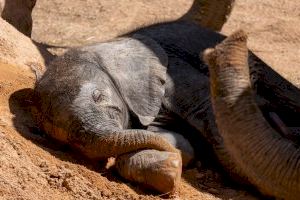 BIOPARC Valencia comparte la votación para elegir el nombre del “elefantito”