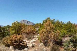 Los bosques valencianos agonizan por la grave sequía y sus efectos ya empiezan a notarse con la muerte de árboles