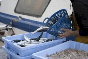 VIDEO | Castelló reivindica el seu peix com a símbol d'identitat