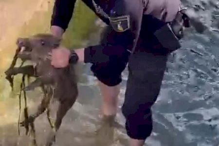 VIDEO | Rescate y masaje: Salvan a tres crías de jabalí atrapadas en el torrente de la Sèquia Real del Xúquer