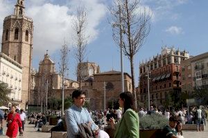 El PSOE denuncia que los árboles de la plaza de la Reina de Valencia se secan