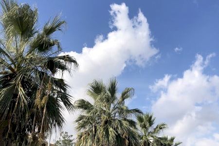Aplaudida la novedosa y revolucionaria tecnología para detectar el riesgo de caída de palmeras en las calles de Sagunto