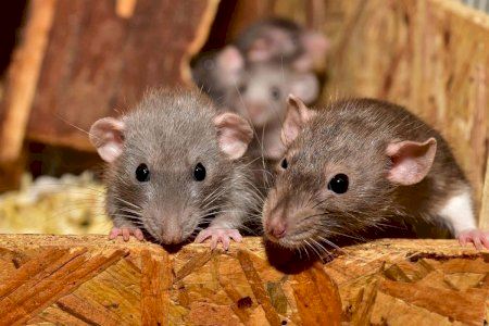 Ratas, cucarachas y mosquitos: Así evolucionan las plagas en la ciudad de Valencia