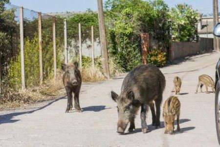 Compromís Xixona reclama acciones para controlar la población de jabalíes, cabras y muflones