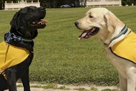 Tras los pasos del compañero fiel: el perro guía tiene un papel vital para las personas con discapacidad visual