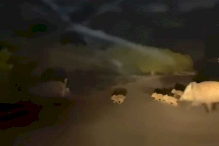 VÍDEO | Una porcada de senglars sorprén un conductor a Borriana