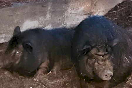 Un hombre libera a sus cerdos vietnamitas en Vila-real y causan daños en naranjos