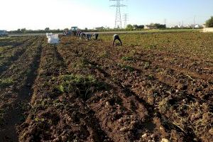 Advertencia de los agricultores: El aumento de las importaciones amenaza el inicio de la campaña de cebollas y patatas