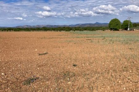 Alerta en el campo: La sequía asfixia a los productores de cereales y ganaderos de la Comunitat Valenciana