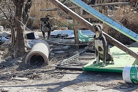 La Policía rescata a dos perros en condiciones deplorables y descubren una plantación de marihuana en Orihuela