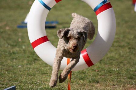 Quart de Poblet acoge la final del XXX Campeonato de España del deporte canino Agility