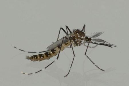 Se inician las actuaciones para reducir la presencia del mosquito tigre en zonas verdes de Valencia, Castellón, Torrent, Paterna y Sagunt
