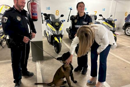 Almassora estudia implantar una Unidad Canina en la Policía Local