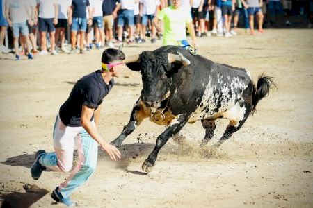 Expectación máxima en Burriana con la salida del primer toro cerril de la Misericordia Expectación máxima en Burriana con la salida del primer toro cerril de la Misericordia