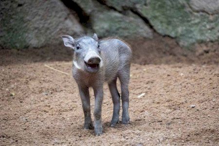 Alegría en BIOPARC Valencia con el triple nacimiento de facóquero, especie del conocido “Pumba” Alegría en BIOPARC Valencia con el triple nacimiento de facóquero, especie del conocido “Pumba”