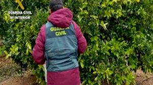Detenen a un agricultor de Llíria per empeltar 3.600 mandariners il·legalment