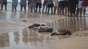 Catorze tortugues marines tornen a nadar en llibertat pel Mediterrani