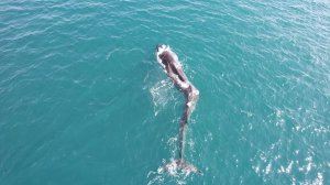 Localizan una ballena de 17 metros desorientada en Cullera