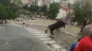 Cau un bou per un barranc durant el Bou de les Penyes d''Ontinyent