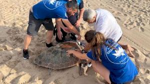 Una tortuga marina posa 62 ous a la Platja Nord de Gandia