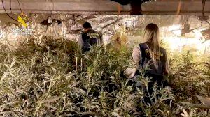 Seis detenidos tras desmantelar un cultivo de marihuana en Paiporta