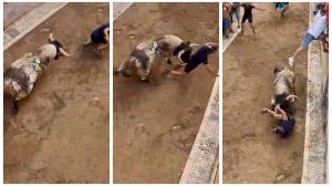 Brutal cogida de un toro en la 'calle del miedo' de Petrés: el recortador acaba estampado contra una reja