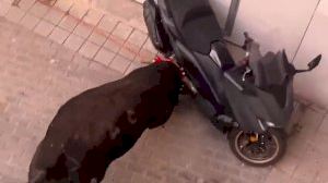 Un bou destrossa una moto durant el 'bou en corda' de Xiva