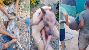 A salvo dos canguros que se habían escapado de un zoo en Peñíscola