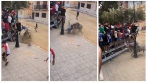 Dura cogida en Puçol: un hombre recibió varias cornadas durante los bous al carrer