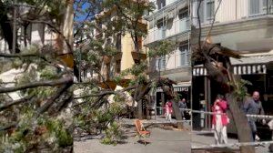 Tres heridas al desplomarse un árbol en el centro de Valencia