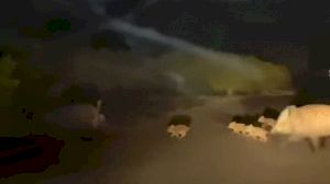 Una piara de jabalíes sorprende a un conductor en Burriana