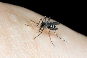 Cs denuncia que San Vicente no pidió una subvención contra el mosquito tigre que sí recibirán 300 municipios