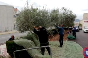 Una segunda vida para los olivos de Almenara
