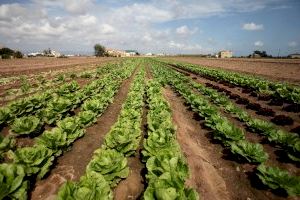 Los agricultores valencianos dejan de cultivar seis hectáreas cada día "por la crisis de rentabilidad"