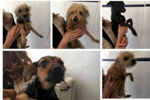 Rescatados once perros tras ser abandonados en dos contenedores soterrados de Alicante