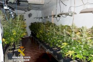 Detenido un vecino de Almassora que cultivaba 560 plantas de marihuana en su casa