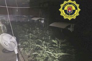 Descubren una plantación de marihuana con un millar de plantas en su interior al ir a sofocar un incendio en Alicante