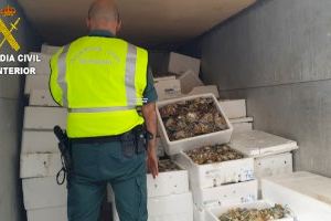 Gran operación en Valencia contra el tráfico de marisco y pescado no apto para el consumo